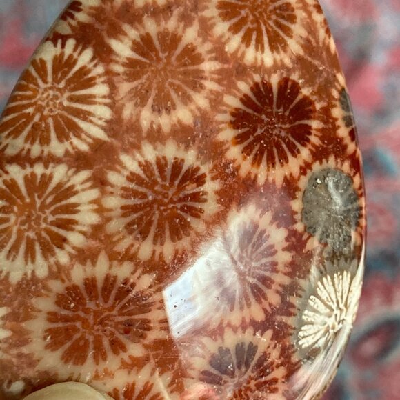Fossil Coral Cabochon with Unique Crystalline Pattern - Picture 4 of 7